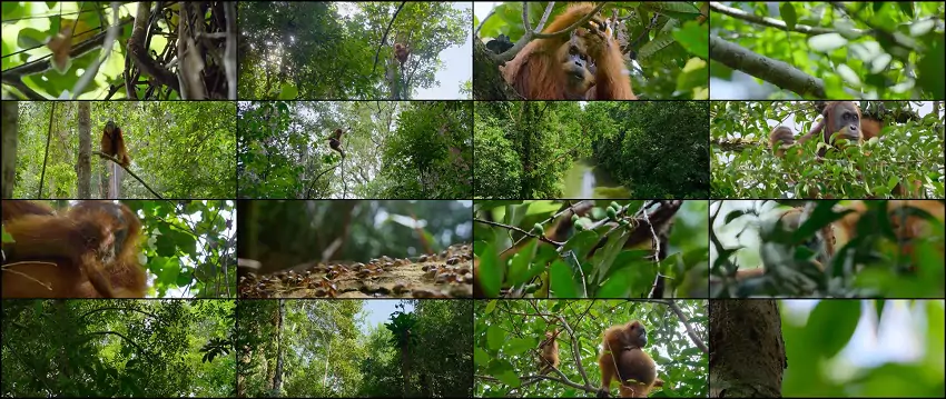 Secret Lives of Orangutans | 2024 | Hindi-English | 480p 720p 1080p